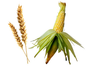 Pacara Boza: corn and wheat